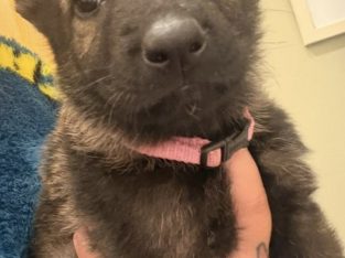 Husky,German shepard for sale