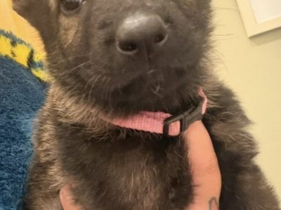 Husky,German shepard for sale