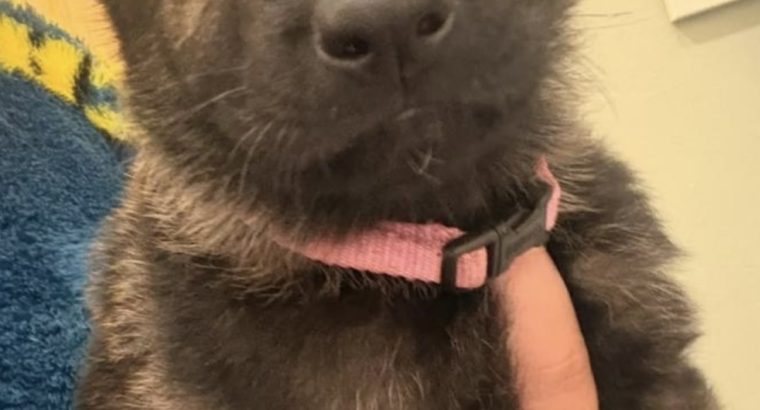 Husky,German shepard for sale