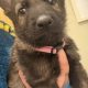 Husky,German shepard for sale