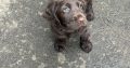 Cocker spaniel puppies for sale