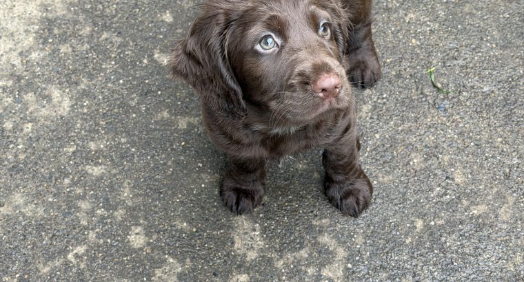 Cocker spaniel puppies for sale