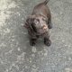 Cocker spaniel puppies for sale
