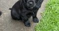 Cocker spaniel puppies for sale