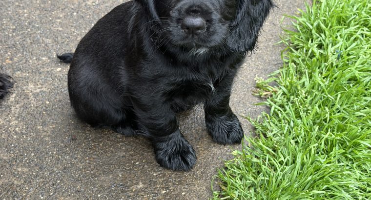Cocker spaniel puppies for sale