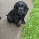 Cocker spaniel puppies for sale