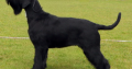 IKC Registered Giant Schnauzer Puppies