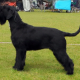 IKC Registered Giant Schnauzer Puppies