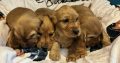 Golden cocker spaniels