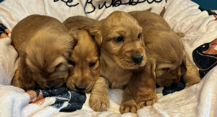 Golden cocker spaniels