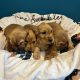 Golden cocker spaniels