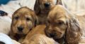 Golden cocker spaniels