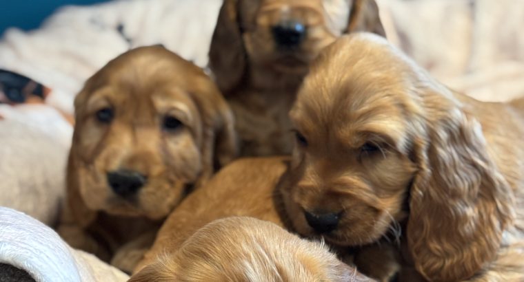 Golden cocker spaniels