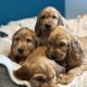 Golden cocker spaniels