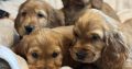 Golden cocker spaniels