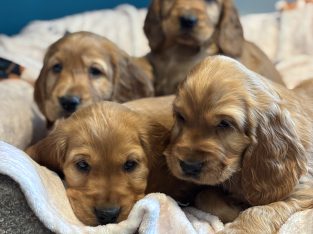 Golden cocker spaniels