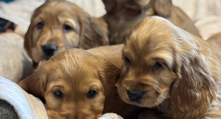 Golden cocker spaniels