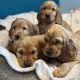 Golden cocker spaniels