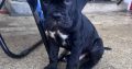 Cane Corso ( Italian mastiff) puppies for sale