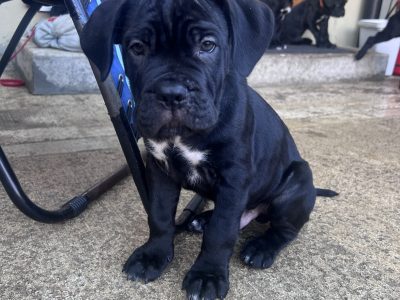Cane Corso ( Italian mastiff) puppies for sale