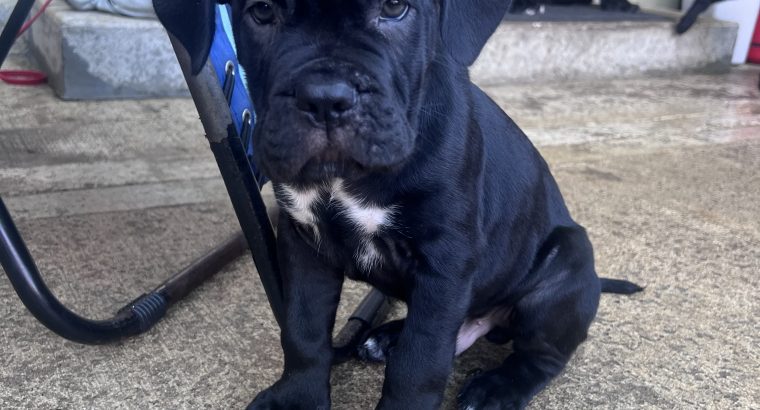 Cane Corso ( Italian mastiff) puppies for sale