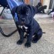 Cane Corso ( Italian mastiff) puppies for sale