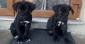Cane Corso ( Italian mastiff) puppies for sale