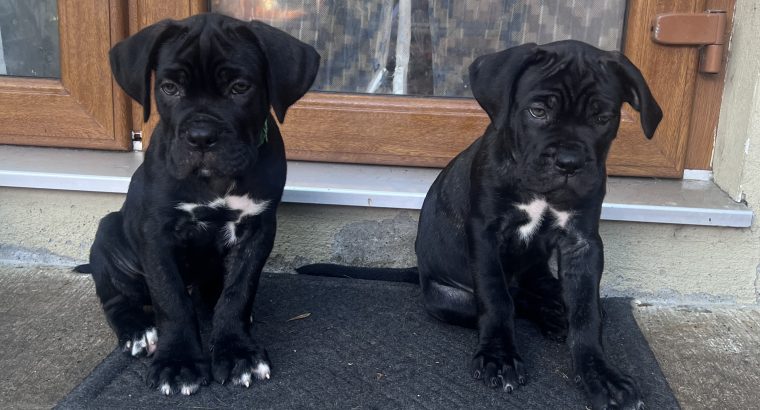 Cane Corso ( Italian mastiff) puppies for sale