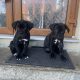 Cane Corso ( Italian mastiff) puppies for sale
