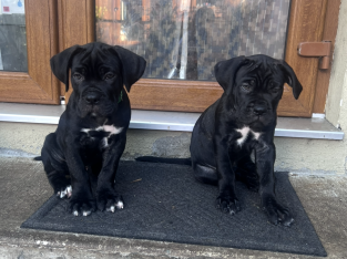Cane Corso ( Italian mastiff) puppies for sale