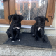 Cane Corso ( Italian mastiff) puppies for sale