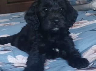 Beautiful cockapoo puppies looking for there forever home