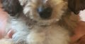 Beautiful cockapoo puppies looking for there forever home