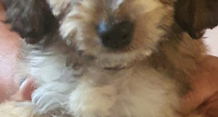 Beautiful cockapoo puppies looking for there forever home