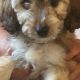 Beautiful cockapoo puppies looking for there forever home