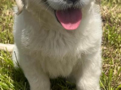 Golden retriever