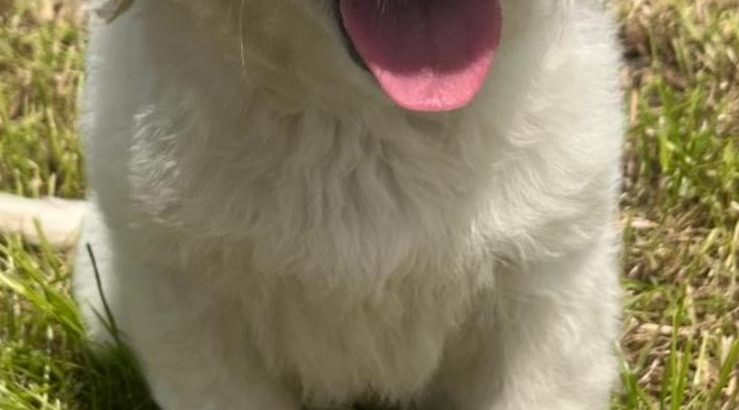 Golden retriever