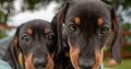 Kaninchen Dachshund