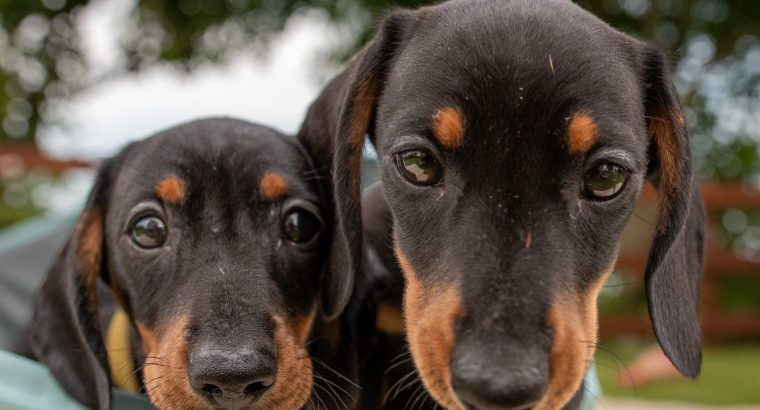 Kaninchen Dachshund