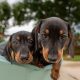Kaninchen Dachshund