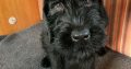 IKC Registered Giant Schnauzer Puppies