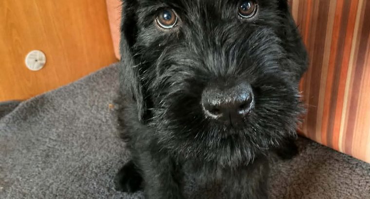 IKC Registered Giant Schnauzer Puppies