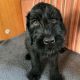 IKC Registered Giant Schnauzer Puppies