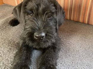 IKC Registered Giant Schnauzer Puppies