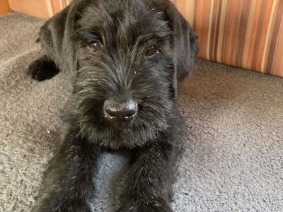 IKC Registered Giant Schnauzer Puppies