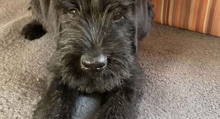IKC Registered Giant Schnauzer Puppies
