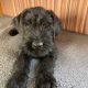 IKC Registered Giant Schnauzer Puppies
