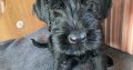IKC Registered Giant Schnauzer Puppies