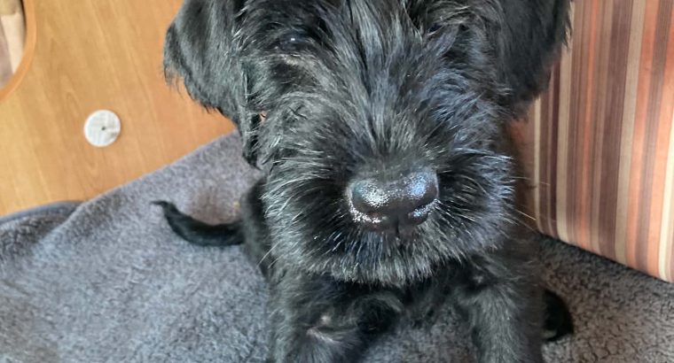 IKC Registered Giant Schnauzer Puppies