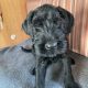 IKC Registered Giant Schnauzer Puppies